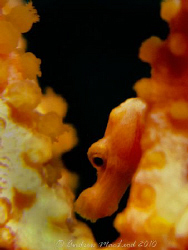 The sea horse hiding by Andrew Macleod 